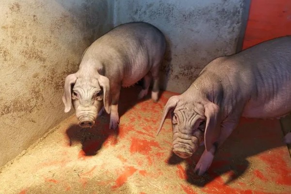 太湖母猪配什么猪种，根据养殖者的需求来决定