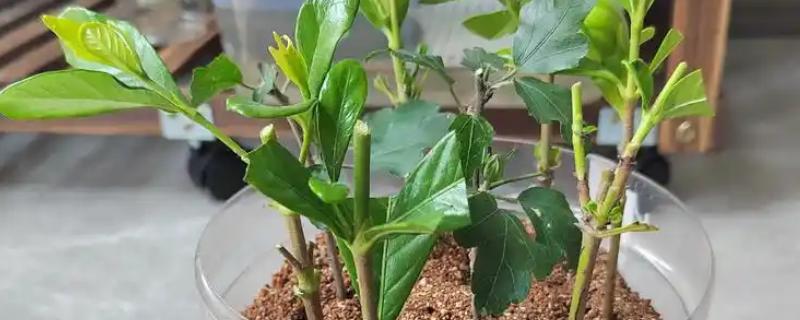 栀子花的枝条怎么生根，涂抹生根水可以加快生根速度