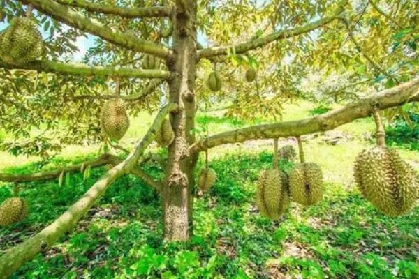 榴莲的种植条件，适宜在终年高温的地区种植