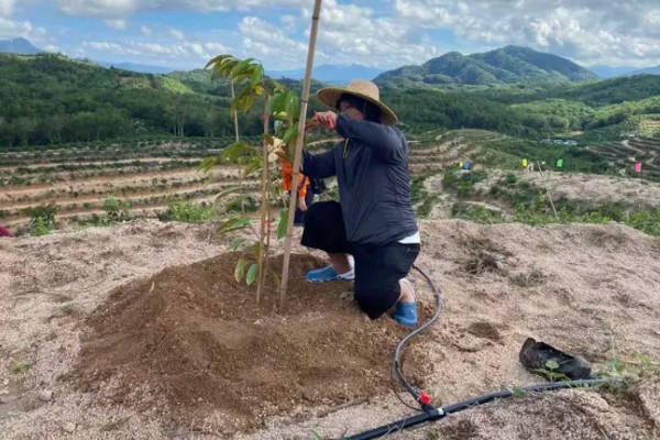 榴莲的种植条件，适宜在终年高温的地区种植