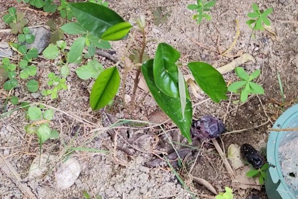榴莲的种植条件，适宜在终年高温的地区种植