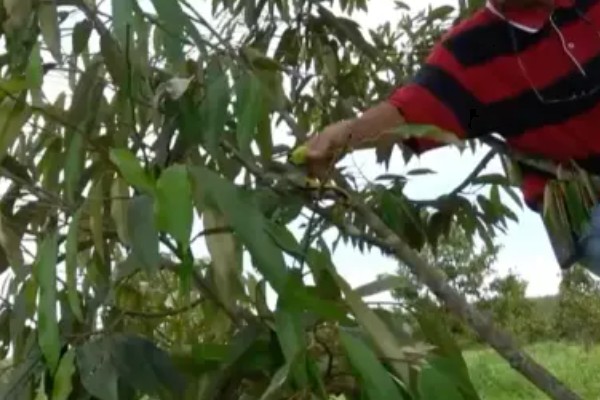 榴莲的种植条件，适宜在终年高温的地区种植