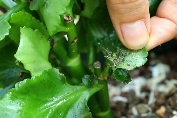 长寿花起腻虫怎么办，可以通过人工方法去除