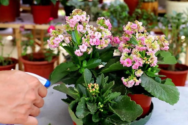 长寿花起腻虫怎么办，可以通过人工方法去除