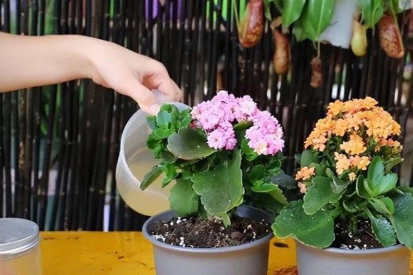 长寿花起腻虫怎么办，可以通过人工方法去除