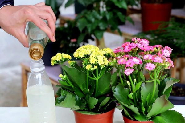 长寿花起腻虫怎么办，可以通过人工方法去除