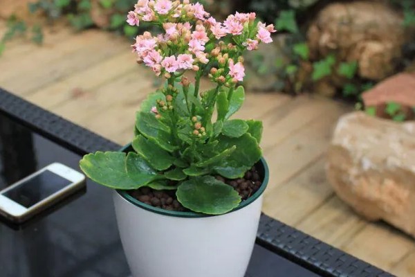 长寿花起腻虫怎么办，可以通过人工方法去除