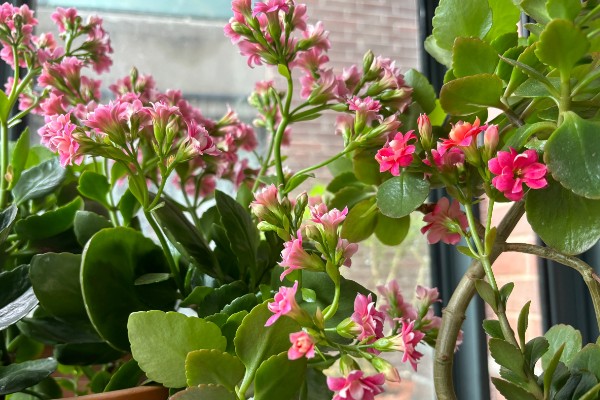 长寿花起腻虫怎么办，可以通过人工方法去除