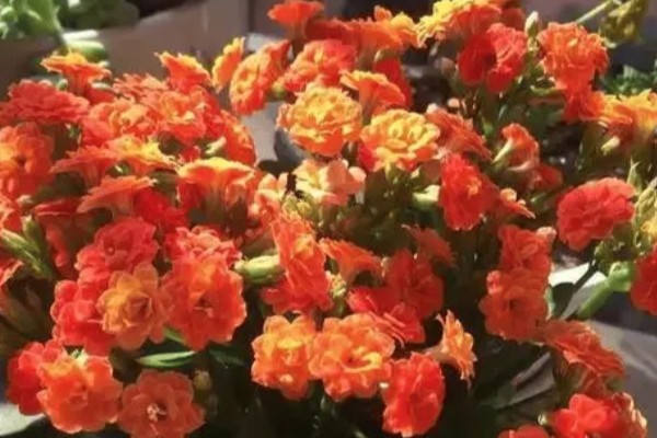 长寿花起腻虫怎么办，可以通过人工方法去除