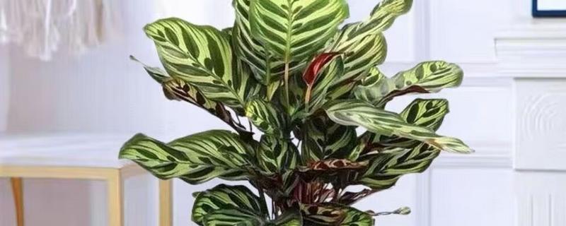 竹芋的养殖方法，将其放在光线明亮的环境中养护