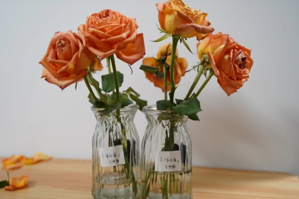 玫瑰花用水泡几天可生根，泡15天生根