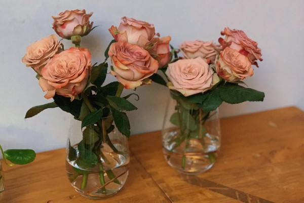 玫瑰花用水泡几天可生根，泡15天生根