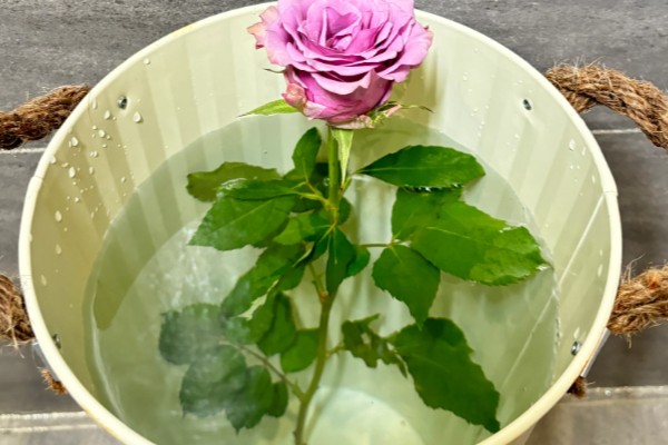 玫瑰花用水泡几天可生根，泡15天生根