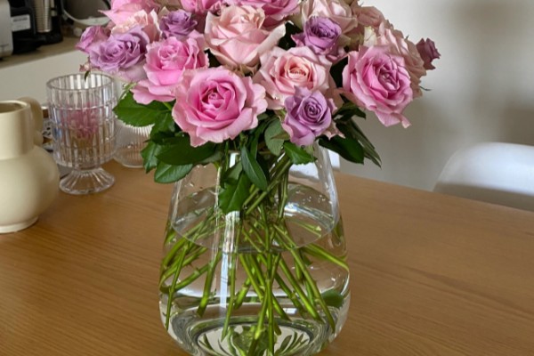 玫瑰花用水泡几天可生根，泡15天生根