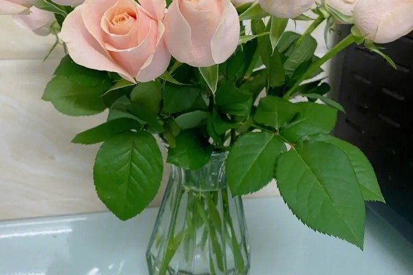 玫瑰花用水泡几天可生根，泡15天生根