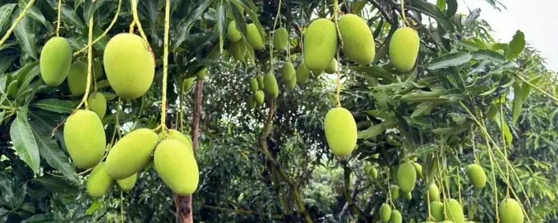 芒果的防虫方法，对果实套袋可降低受害几率
