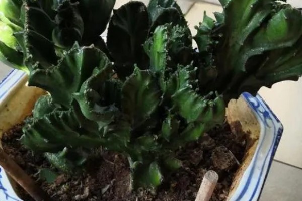 麒麟掌要不要通风,放在通风处可以防治虫害