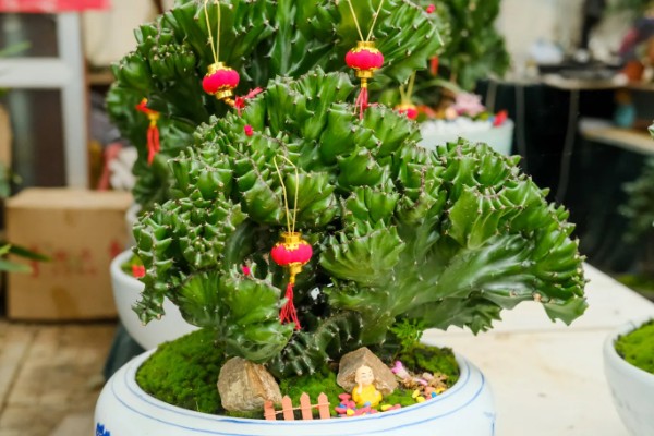 麒麟掌要不要通风,放在通风处可以防治虫害