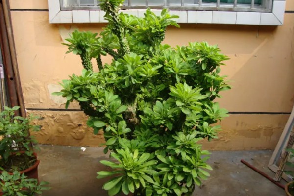 麒麟掌要不要通风,放在通风处可以防治虫害