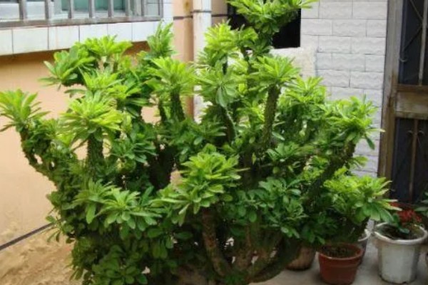 麒麟掌要不要通风,放在通风处可以防治虫害