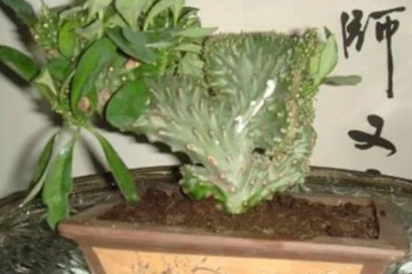 麒麟掌要不要通风,放在通风处可以防治虫害