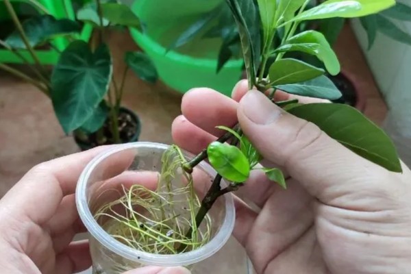 栀子花的枝条怎么生根，涂抹生根水可以加快生根速度