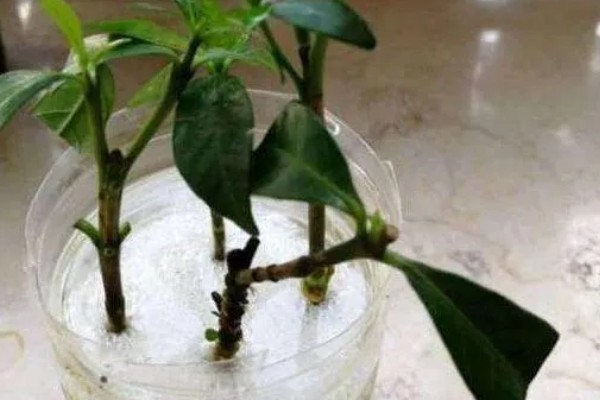 栀子花的枝条怎么生根，涂抹生根水可以加快生根速度