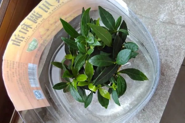 栀子花的枝条怎么生根，涂抹生根水可以加快生根速度