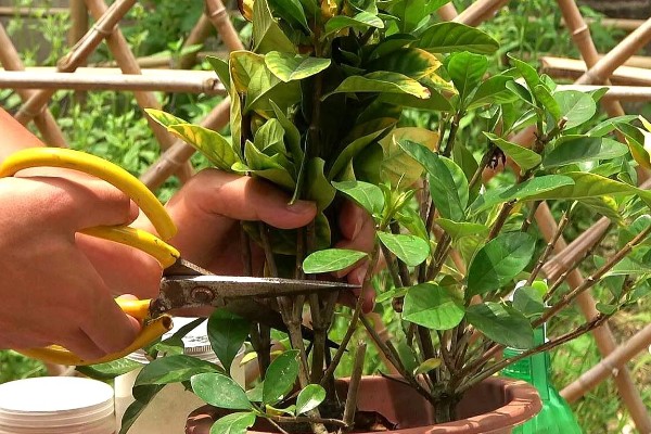 栀子花的枝条怎么生根，涂抹生根水可以加快生根速度