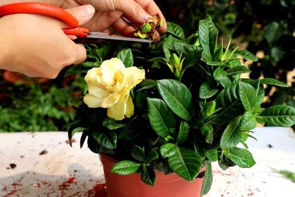 栀子花的枝条怎么生根，涂抹生根水可以加快生根速度