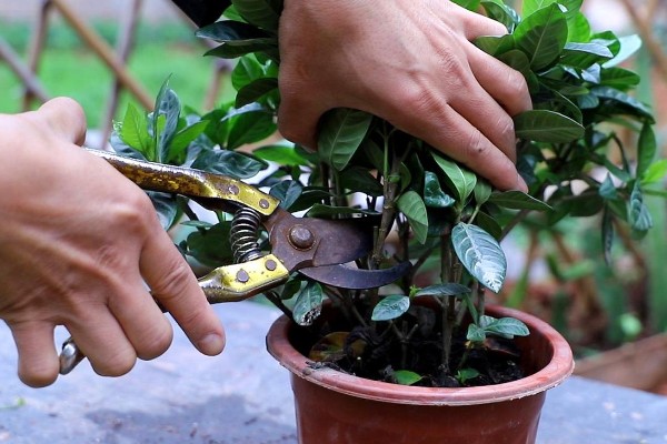 栀子花的枝条怎么生根，涂抹生根水可以加快生根速度