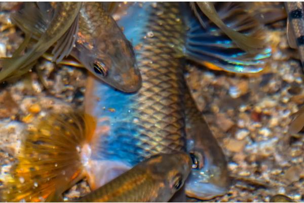 马口鱼的养殖技术,养1个月后通常进行1次分养