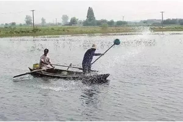 马口鱼的养殖技术,养1个月后通常进行1次分养