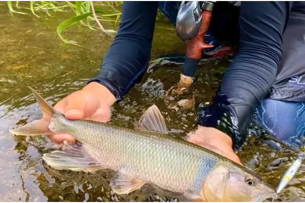 马口鱼的养殖技术,养1个月后通常进行1次分养