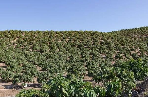 芒果的防虫方法,对果实套袋可降低受害几率