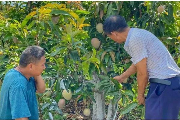 芒果的防虫方法,对果实套袋可降低受害几率
