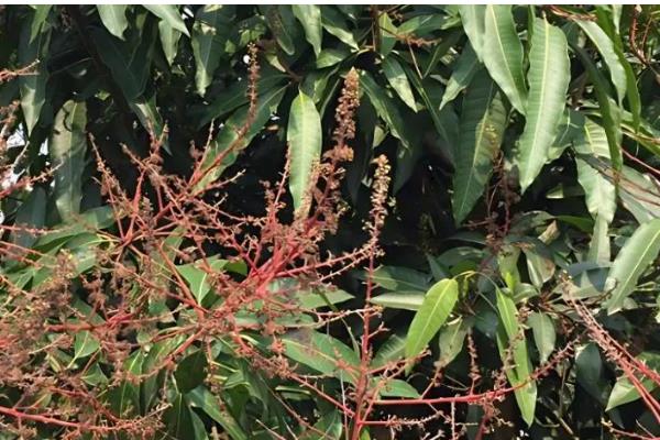 芒果的防虫方法,对果实套袋可降低受害几率