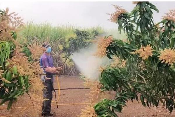 芒果的防虫方法,对果实套袋可降低受害几率
