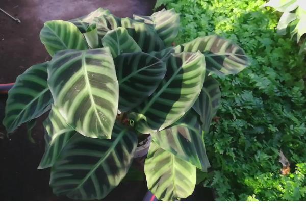 竹芋的养殖方法,将其放在光线明亮的环境中养护