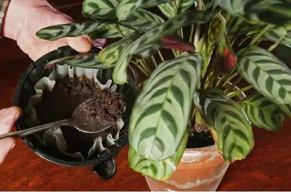 竹芋的养殖方法,将其放在光线明亮的环境中养护