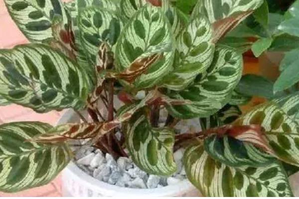 竹芋的养殖方法,将其放在光线明亮的环境中养护