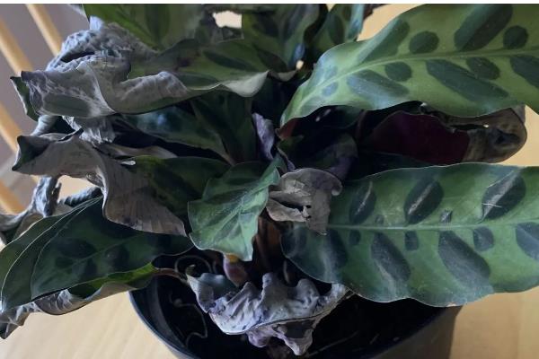 竹芋的养殖方法,将其放在光线明亮的环境中养护