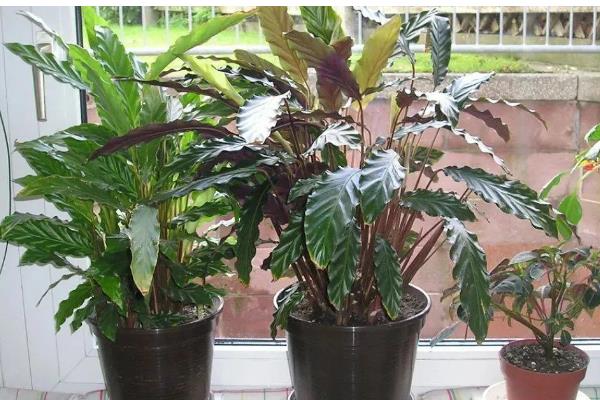 竹芋的养殖方法,将其放在光线明亮的环境中养护