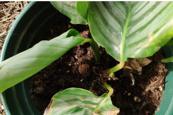 竹芋的养殖方法,将其放在光线明亮的环境中养护