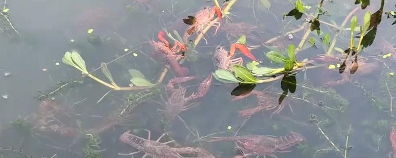 龙虾侧躺在水面上的原因，溶氧含量低时会爬出水面呼吸
