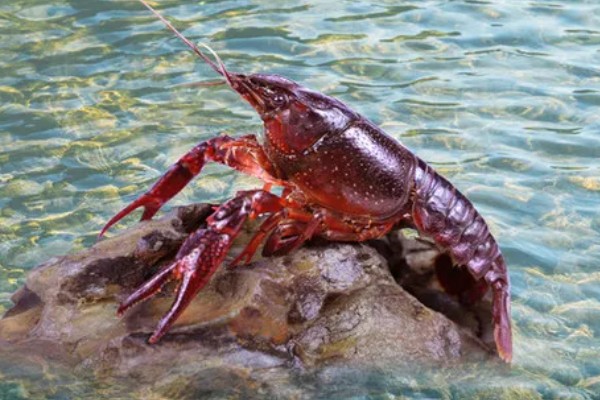 龙虾侧躺在水面上的原因，溶氧含量低时会爬出水面呼吸