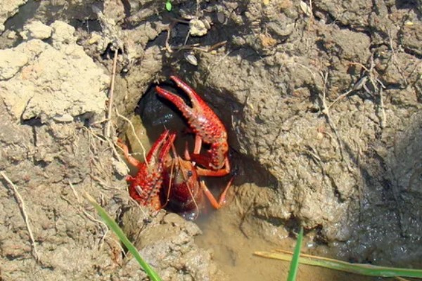 龙虾侧躺在水面上的原因，溶氧含量低时会爬出水面呼吸