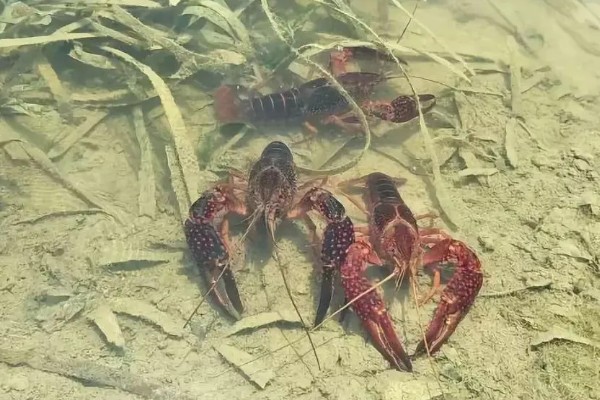 龙虾侧躺在水面上的原因，溶氧含量低时会爬出水面呼吸