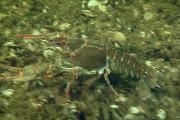 龙虾侧躺在水面上的原因，溶氧含量低时会爬出水面呼吸