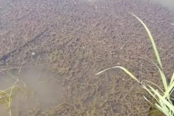 龙虾侧躺在水面上的原因，溶氧含量低时会爬出水面呼吸